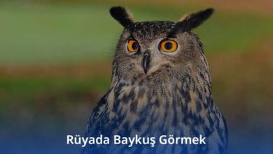 Rüyada Baykuş Görmek Rüyada Baykuş Görmek
