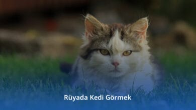 Rüyada Kedi Görmek Rüyada Kedi Görmek