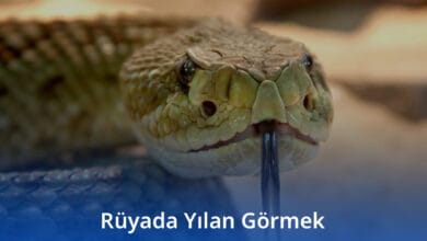 Rüyada Yılan Görmek Rüyada Yılan Görmek